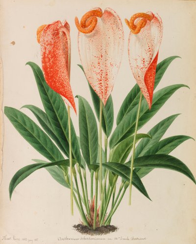 Originales de publicaciones de horticultura y arboricultura, 1878-1881 de Pieter Joseph de Pannemaeker