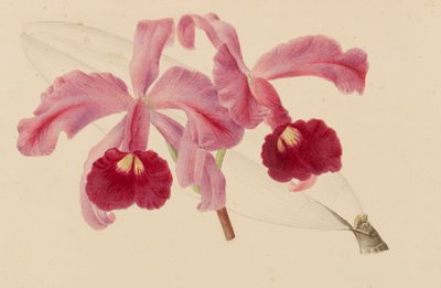 Originales de publicaciones de horticultura y arboricultura, 1878-1881 de Pieter Joseph de Pannemaeker