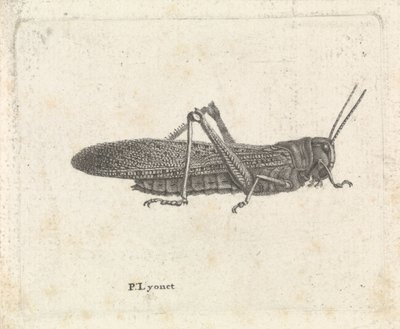 Saltamontes de Pieter Lyonet
