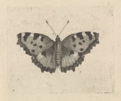 Mariposa de Pieter Lyonet
