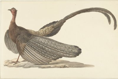 Faisán Argus de Pieter Pietersz. Barbiers