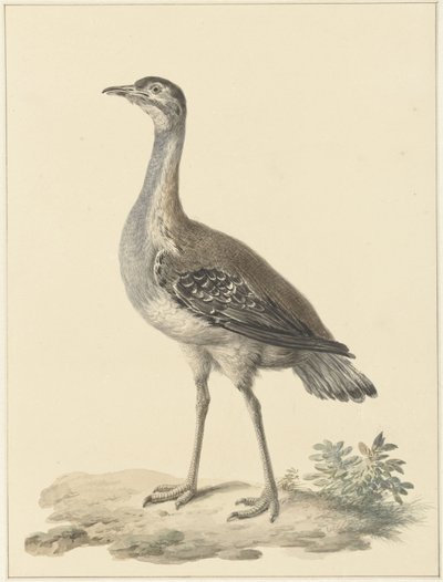 Trampa de Denham (Neotis denhami) de Pieter Pietersz. Barbiers