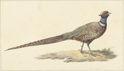 Faisán de Pieter Pietersz. Barbiers