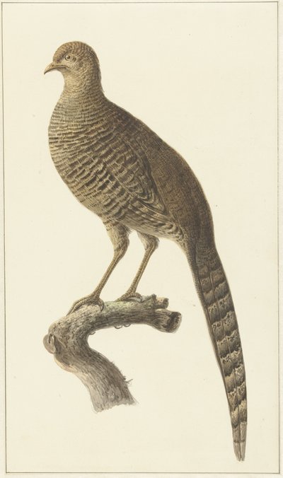 Goudfazant, gallina de Pieter Pietersz. Barbiers