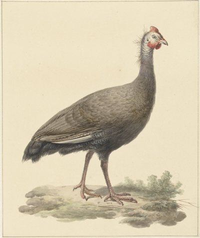 Helmparelhoen de Pieter Pietersz. Barbiers