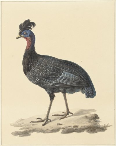 Gallina de Guinea crestada de Pieter Pietersz. Barbiers