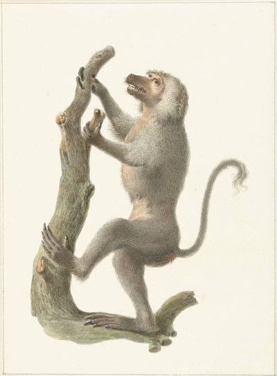 babuino manto de Pieter Pietersz. Barbiers