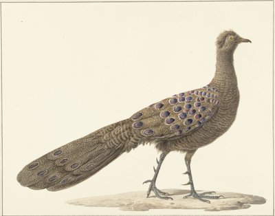 Pavo real espejo de Pieter Pietersz. Barbiers