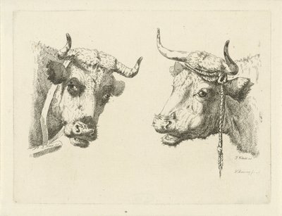 dos cabezas de vaca de Pieter Roosing