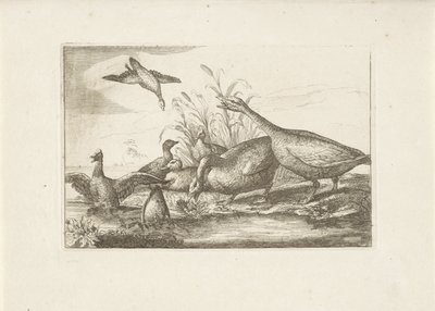 Eenden en ganzen Aves diferentes (título de la serie) Las figuras más perfectas de diferentes pájaros (...) (título de la serie) de Pieter Schenk (I) (attributed to)