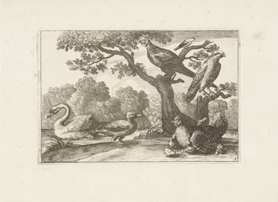 Kip conoció a los kuikens en andere vogels Aves diferentes (título de la serie) Las figuras más perfectas de diferentes pájaros (...) (título de la serie) de Pieter Schenk (I) (attributed to)
