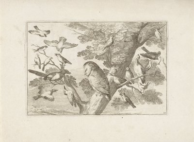 Uil en andere vogels en auge Aves diferentes (título de la serie) Las figuras más perfectas de diferentes pájaros (...) (título de la serie) de Pieter Schenk (I) (attributed to)