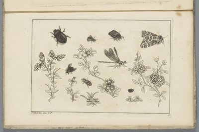 Ramas de flores con insectos
Flores e insectos chinos (título de la serie) de Pieter Schenk (II)