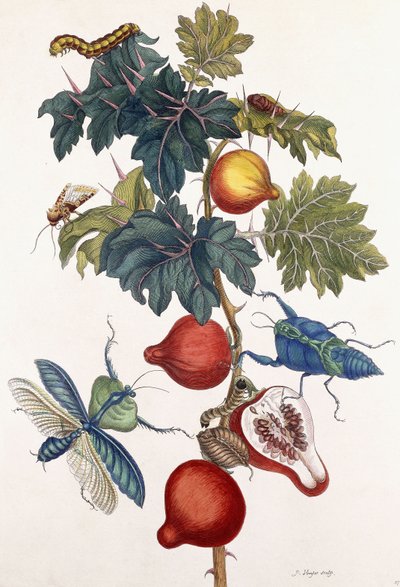 Metamorfosis de varios insectos, 1726 de Pieter Sluiter or Sluyter