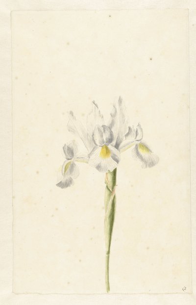 Lirio blanco (Iris albicans) de Pieter Withoos (circle of)