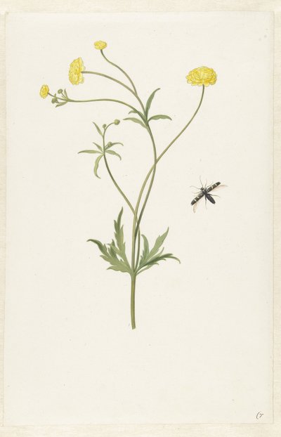 Doble ranúnculo amarillo e insecto de Pieter Withoos (possibly)