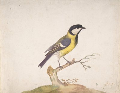 Un carbonero común Parus major posado en una rama, 1670-93 de Pieter Withoos