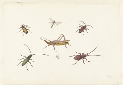 Una hoja con siete insectos diferentes
Hoja con siete insectos diferentes de Pieter Withoos