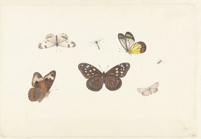 Hoja con cinco mariposas y dos moscas de Pieter Withoos