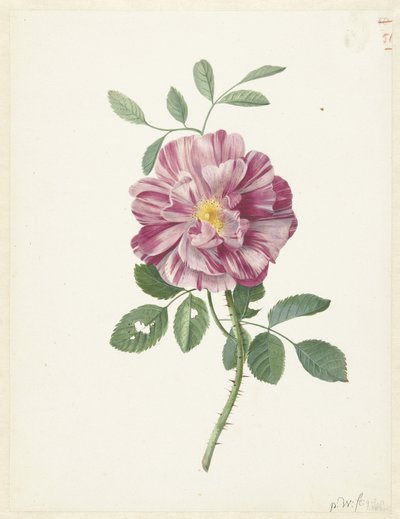 Rosa gálica (Rosa gallica L. 