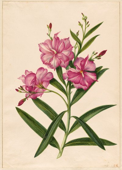 Adelfa morada de Pieter Withoos
