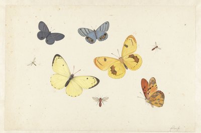 Hoja de estudios con cinco mariposas, una avispa y dos moscas
Hoja con cinco mariposas, una avispa y dos moscas de Pieter Withoos
