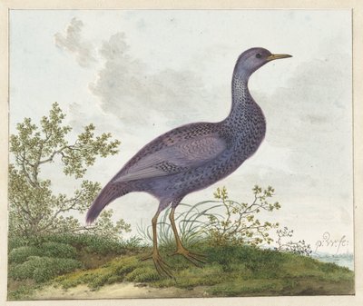 Polluelo moteado (Porzana porzana) ? de Pieter Withoos