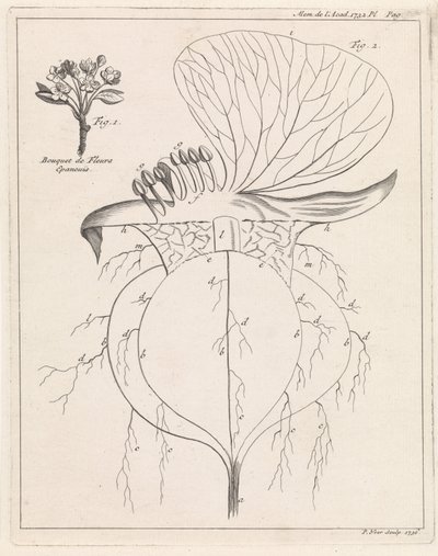 Sección transversal de una flor de Pieter Yver