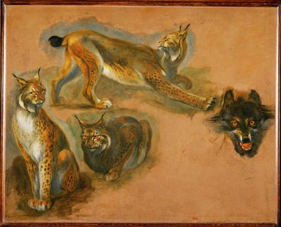 Un lince, cabeza de lobo (pintura sobre lienzo) de Pieter or Peter Boel