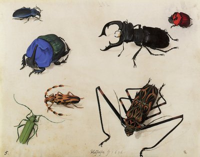 Escarabajos, 1636 de Pieter the Elder Holsteyn