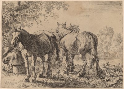 Tres caballos en un campo de Pieter van Laer