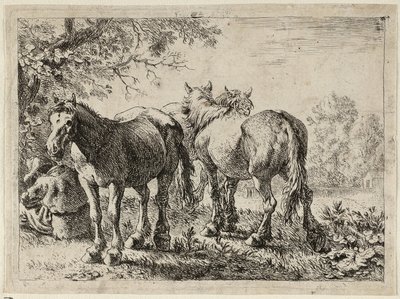 Tres caballos en un campo de Pieter van Laer