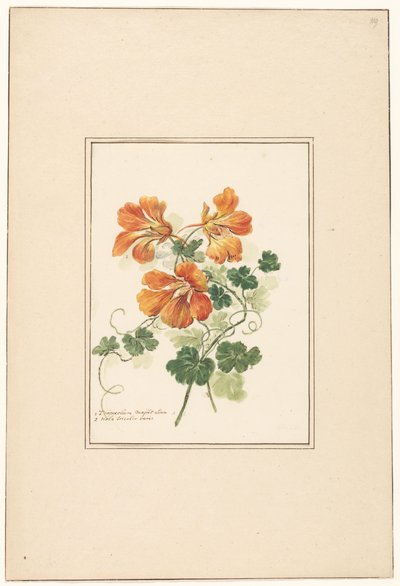 Ramas de un Tropaeolum y un pensamiento de Pieter van Loo (attributed to)