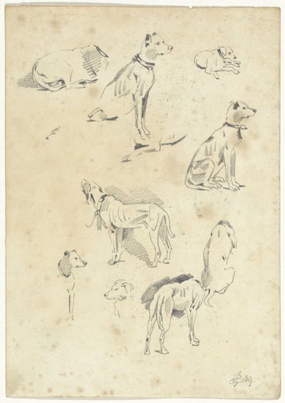 Estudios sobre perros de Pieter van Loon