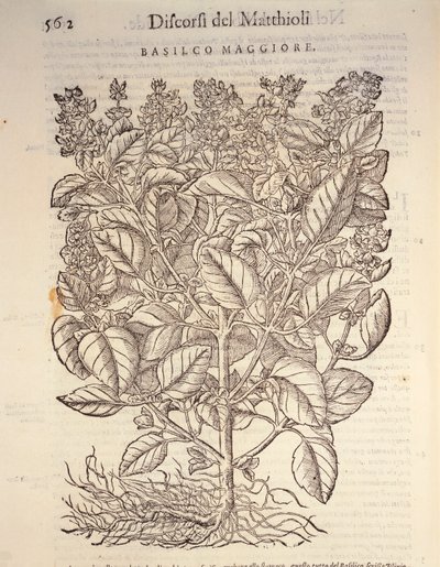 Albahaca (Ocymum basilicum), grabado por Pier Andrea Mattioli de Pietro Andrea Mattioli
