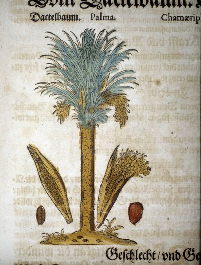 Tabla botánica: Palmera con dátiles - en “Herbario Mattioli” de Pietro Andrea Mattioli