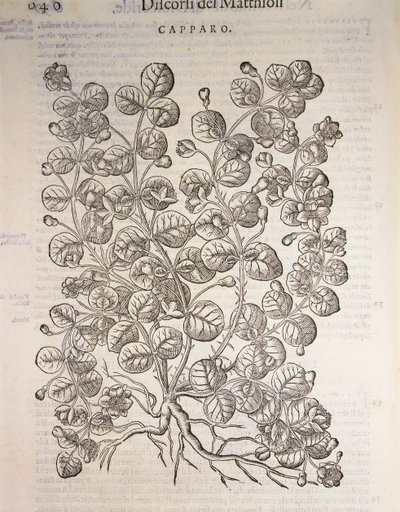 Alcaparra (Capparis spinosa), grabado por Pier Andrea Mattioli de Pietro Andrea Mattioli