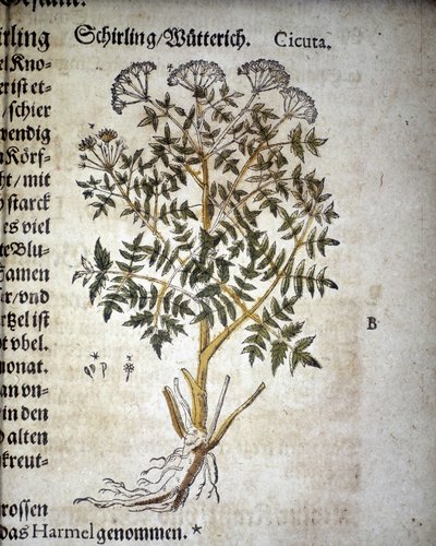 Cicuta - En "Herbarium Mattioli". de Pietro Andrea Mattioli