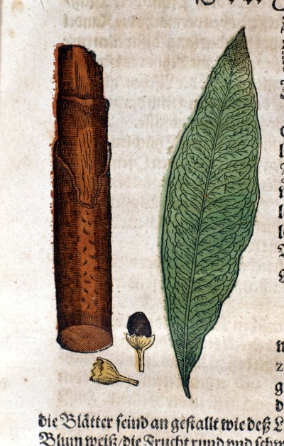 Cinnamoma. Grabado en “Kreutterbuch Dess Hochgelehrten unnd weitberuhmten Herrn D. Petri Andreae Matthioli” de Pietro Andrea Mattioli (Matthiole) (1500-1577). Frankfurt de Pietro Andrea Mattioli