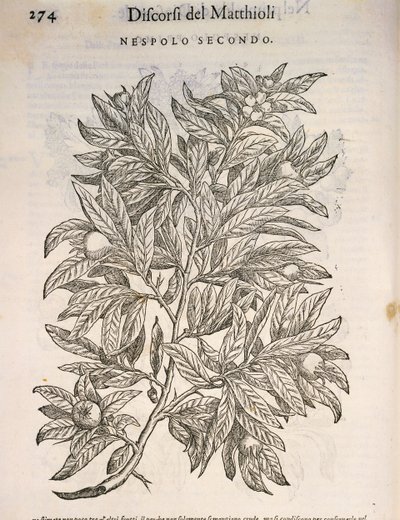 Níspero común (Mespilus germanica), grabado por Pier Andrea Mattioli de Pietro Andrea Mattioli