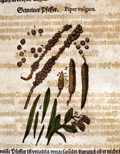 Pimienta común. Grabado - en “Kreutterbuch Dess Hochgelehrten unnd weitberuhmten Herrn D. Petri Andreae Matthioli” por Pietro Andrea Mattioli (1500-1577). Frankfurt de Pietro Andrea Mattioli