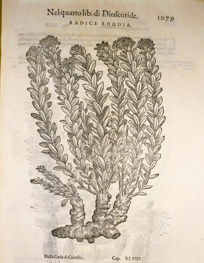 Raíz dorada o Rhodiola rosea, grabado de Pier Andrea Mattioli de Pietro Andrea Mattioli