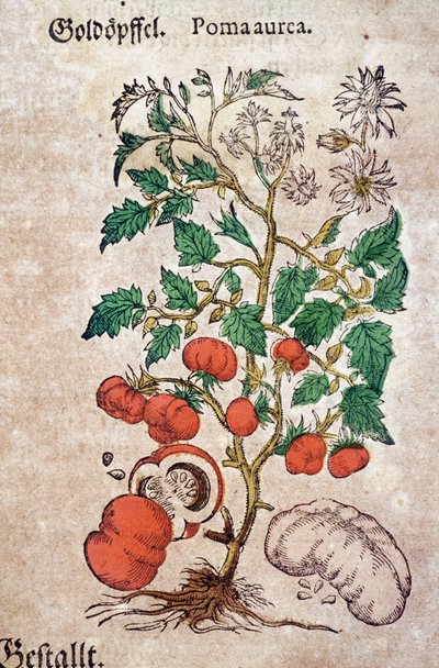 Herbario: planoma botánico aureache representando una planta de tomate de Pietro Andrea Mattioli
