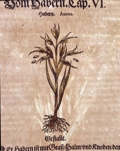 Herbario: avena. Grabado en “Kreutterbuch Dess Hochgelehrten unnd weitberuhmten Herrn D. Petri Andreae Matthioli” de Pietro Andrea Mattioli de Pietro Andrea Mattioli