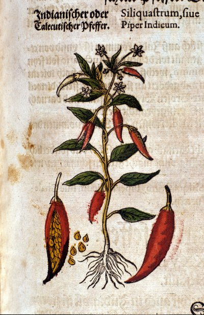 Pimienta india. Gravado en "Kreutterbuch Dess Hochgelehrten unnd weitberuhmten Herrn D. Petri Andreae Matthioli" por Pietro Andrea Mattioli (Matthiole) (1500-1577). Fráncfort de Pietro Andrea Mattioli