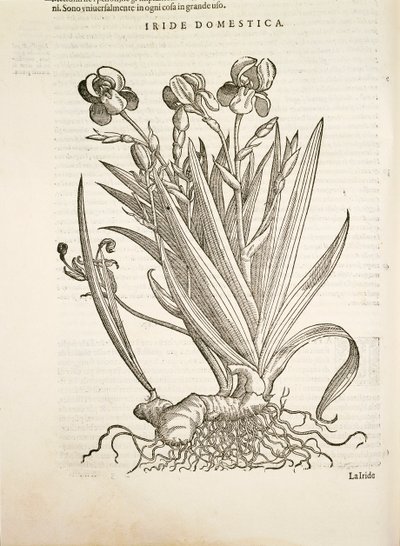 Iris (Iride domestica), grabado por Pier Andrea Mattioli de Pietro Andrea Mattioli