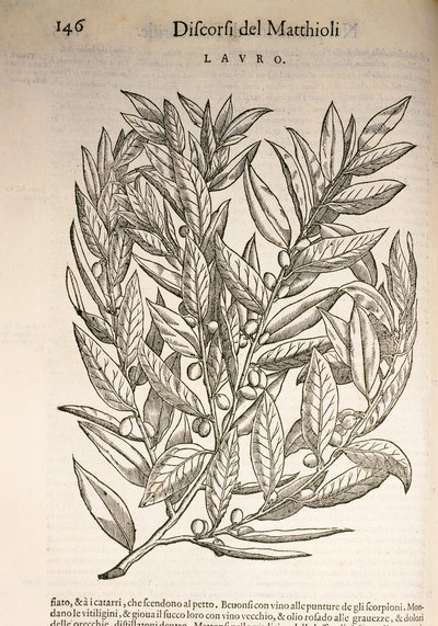 Laurel (Laurus), grabado por Pier Andrea Mattioli de Pietro Andrea Mattioli