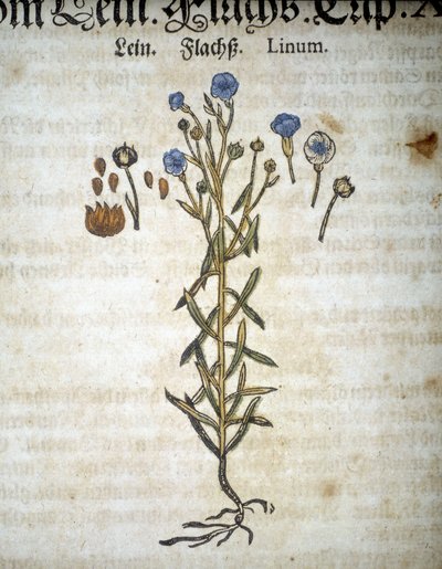 Lino o Linum - En "Herbario Mattioli". de Pietro Andrea Mattioli
