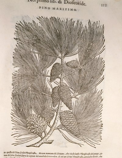 Pino marítimo (Pinus pinaster), grabado de Pier Andrea Mattioli de Pietro Andrea Mattioli