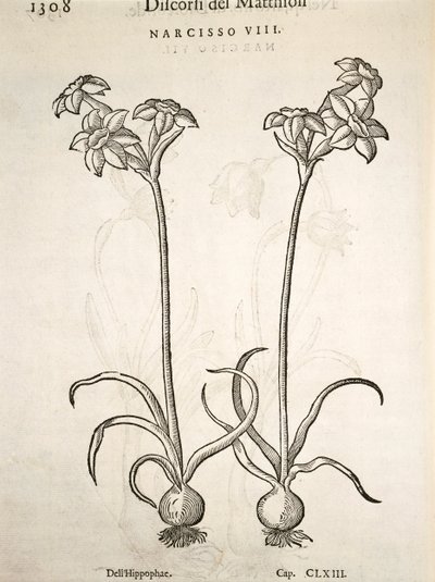 Narciso, grabado por Pier Andrea Mattioli de Pietro Andrea Mattioli